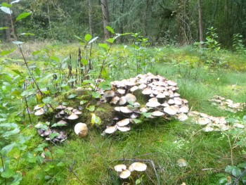 Afbeelding invoegen